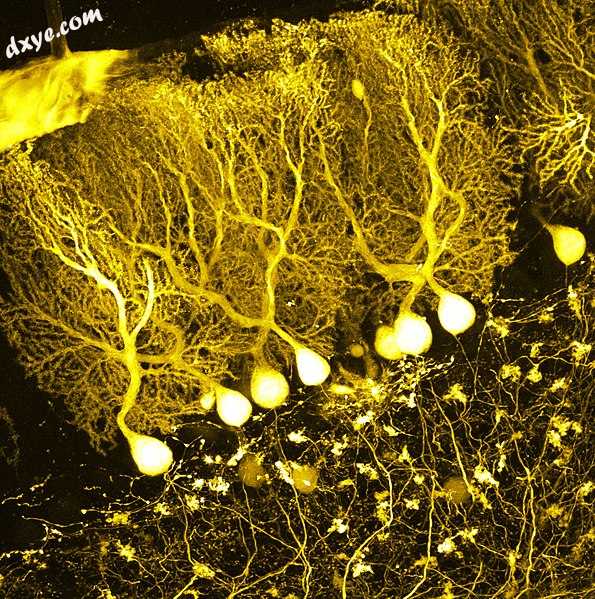 Confocal microscope image of cerebellar 浦肯野细胞s expressing tdTomato.jpg