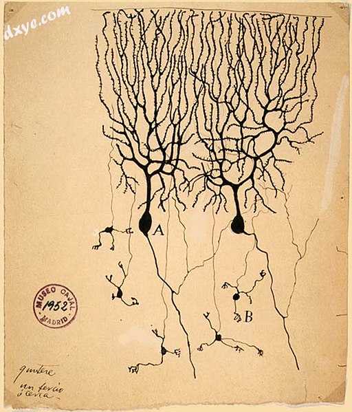 Drawing of pigeon 浦肯野细胞s (A) by Santiago Ramon y Cajal.jpg