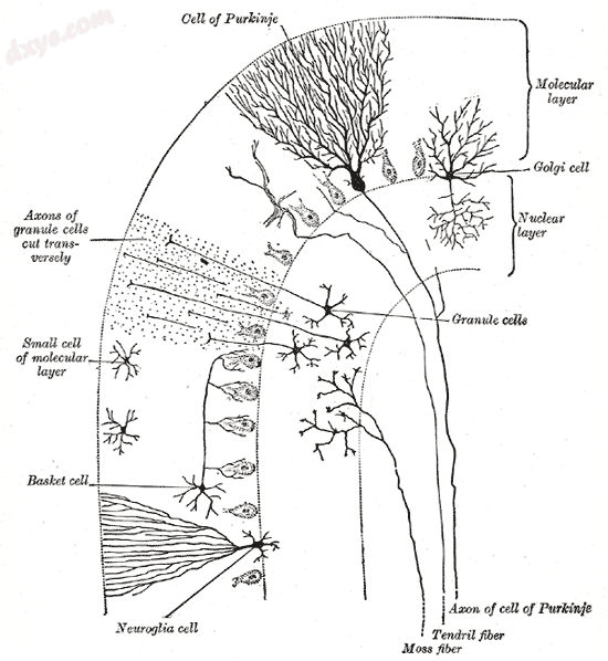 Transverse section of a cerebellar folium. (浦肯野细胞 labeled at center top.).png