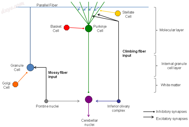 Neural pathways and circuits in the 小脑.png