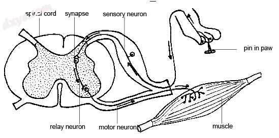 A spinal 中间神经元 (relay neuron) forms part of a reflex arc.jpg