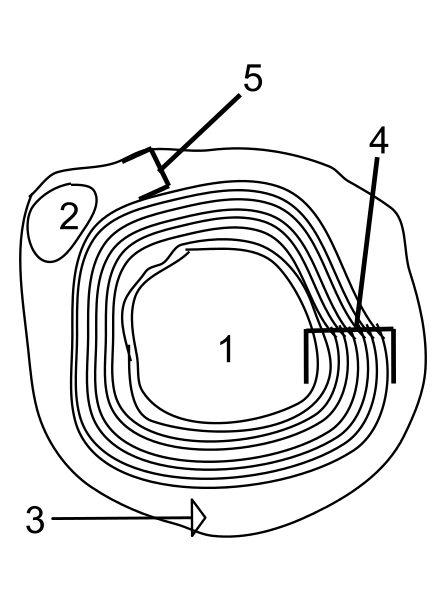 Diagram of a 髓磷脂ated axon in cross-section.png