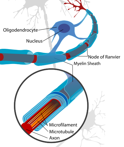 Neuron with oligodendrocyte and 髓磷脂 sheath in the CNS.png