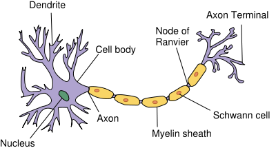 Structure of simplified neuron in the PNS.png