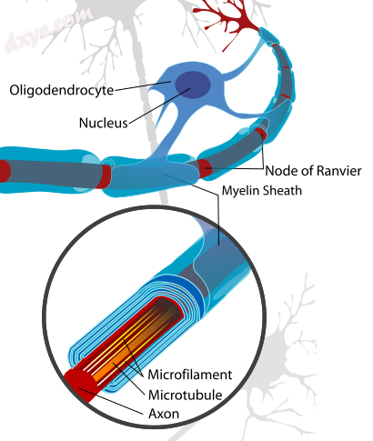 少突胶质细胞s form the electrical 脑岛tion around the axons of CNS nerve cells..png