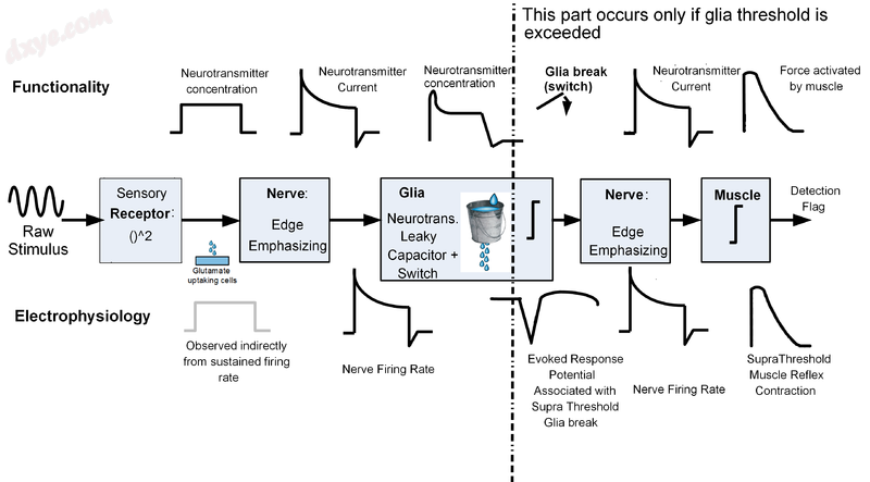 图 6 The conjectured switching role of glia in the biological neural detection.png