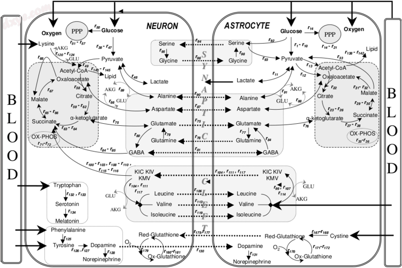 Metabolic interactions between astrocytes and neurons.[8].png