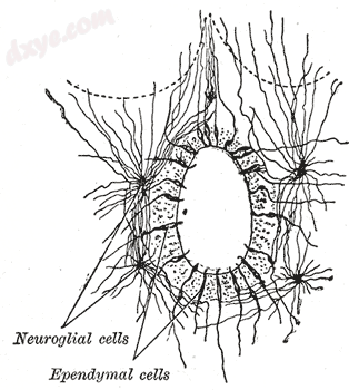 Section of central canal of the spinal cord, showing 室管膜 and glia.png