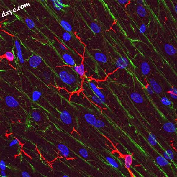 Microglia in rat cerebellar molecular layer in red, stained with antibody to IB.jpg