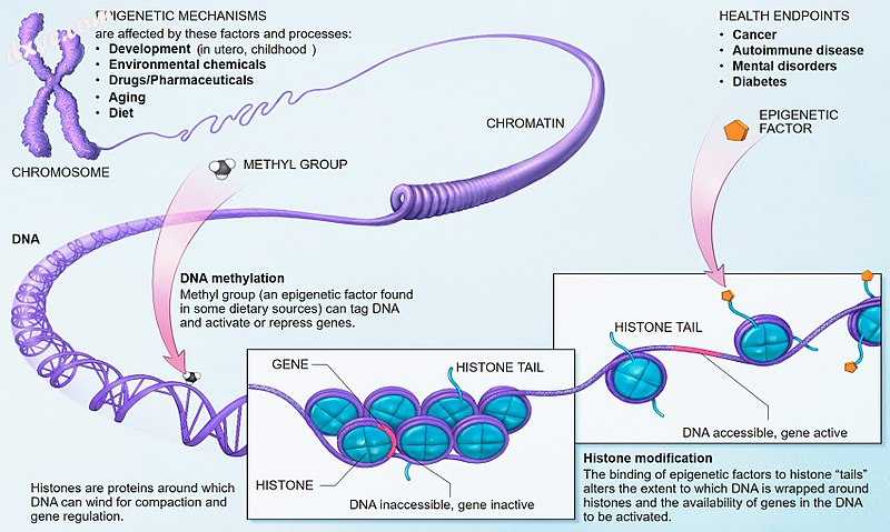 Modifications of the epigenome do not alter DNA..jpg
