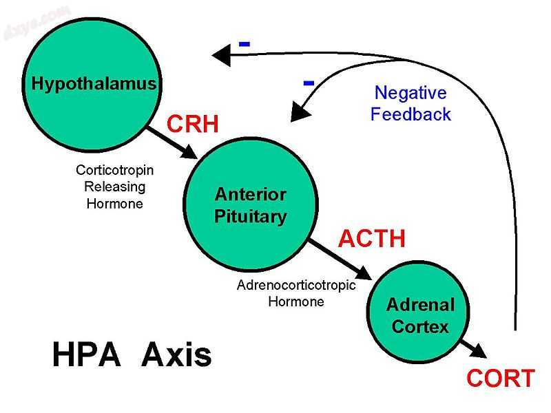 The hypothalamic pituitary adrenal axis is involved in the human stress response..jpeg