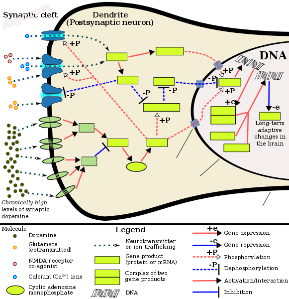 This diagram depicts the signaling events in the brain&#039;s reward c.png