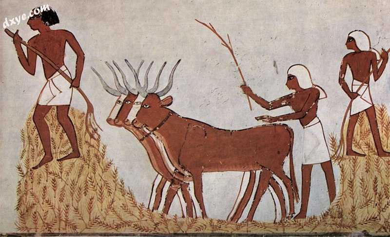 Farmers with wheat and cattle - Ancient Egyptian art 1,422 BCE displaying domest.jpg
