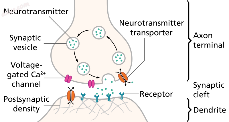 Illustration of the major elements in a.png