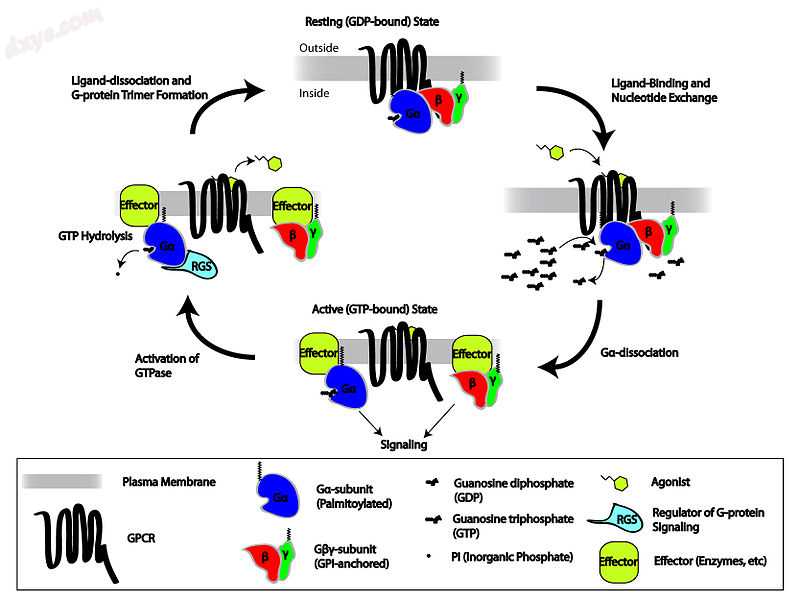 G-protein-linked receptor signaling cascade.jpg