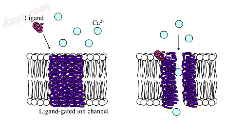 Prototypical depiction of ionotropic receptor in the case of Ca2  ion flow.png