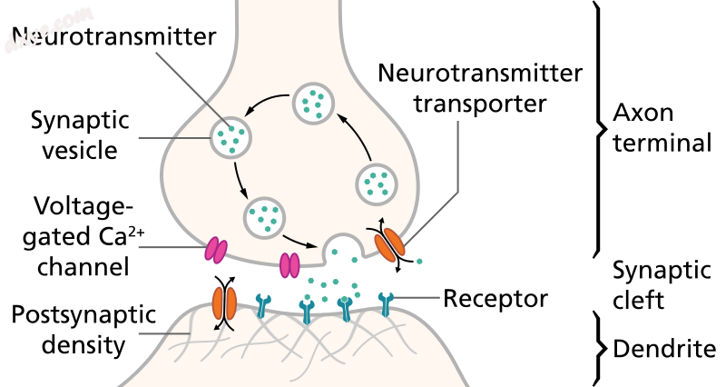 Structure of a synapse where neurotransmitter release and uptake occurs.png