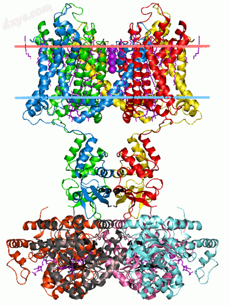 Structure of eukaryotic voltage-gated potassium ion channels.png