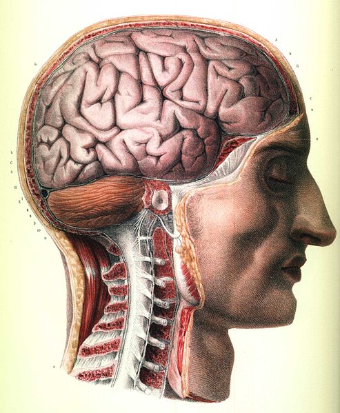 J. M. Bourgery&#039;s anatomy of the brain, brainstem, and upper spinal column.jpg