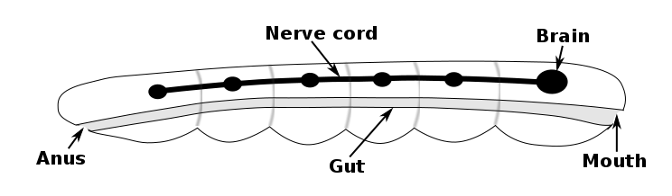 Nervous system of a generic bilaterian animal, in the form of a nerve cord with se.png