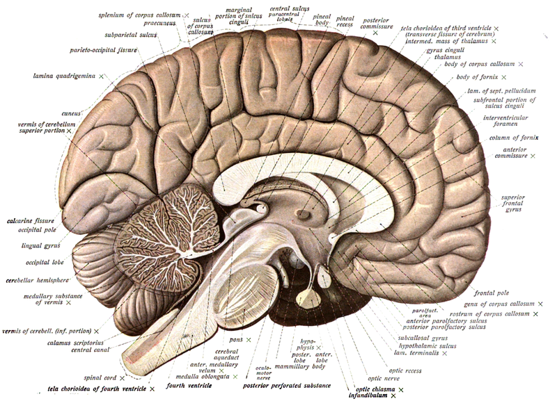 Neuroanatomy is the study of the anatomy and organisation of the nervous system..png