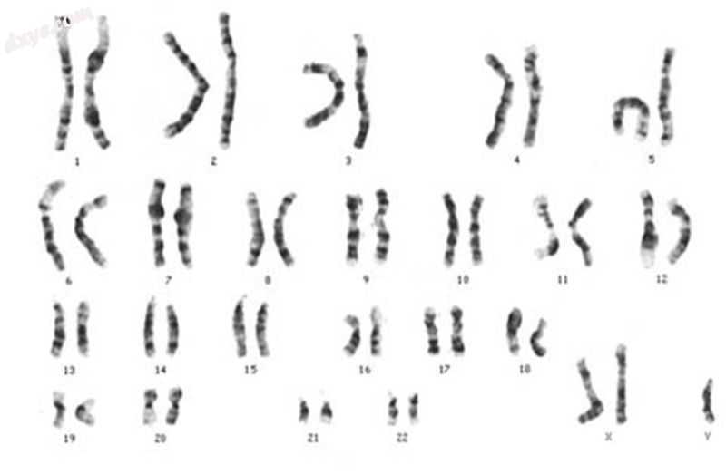 Human karyogram.jpg