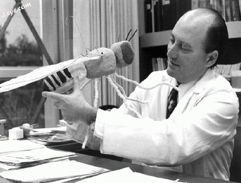 Seymour Benzer in his office at Caltech in 1974 with a big model of Drosophila.gif