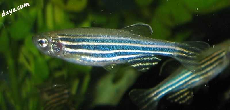 Zebrafish.jpg