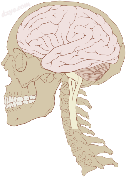 Human Central Nervous System.png