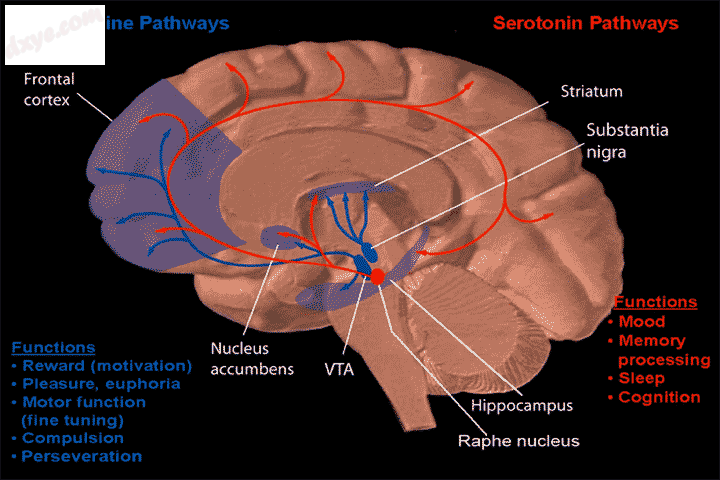 Dopamine and serotonin pathway.png