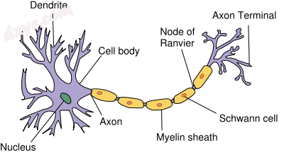 Labeling of different parts of a neuron.png