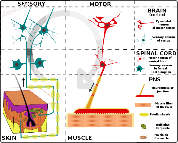 Nervous system organization.png