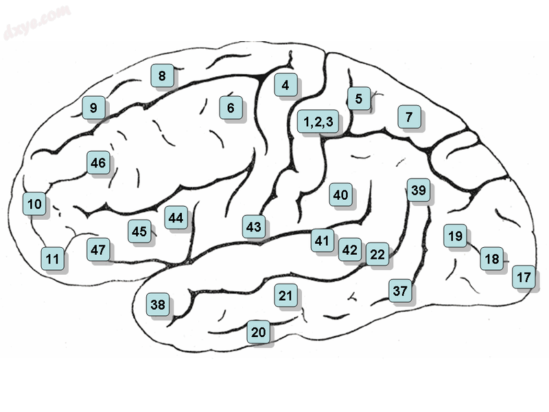 Surface of the human brain, with Brodmann areas numbered.png
