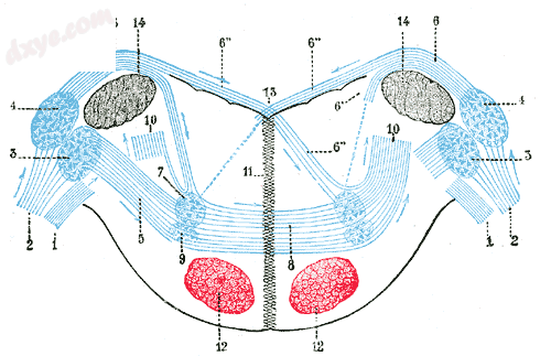 Ventral 耳蜗 nucleus is No. 3, at upper left.png