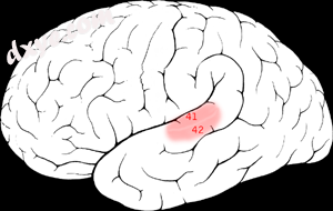 Brodmann areas 41 &amp; 42 of the human brain.png