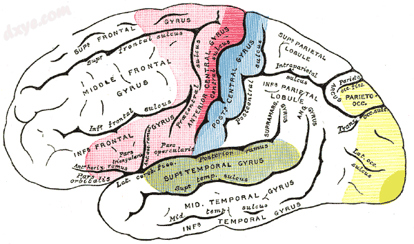 Areas of localization on lateral surface of hemisphere. Motor area in red. Area .png