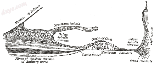 Floor of 耳蜗 duct.png