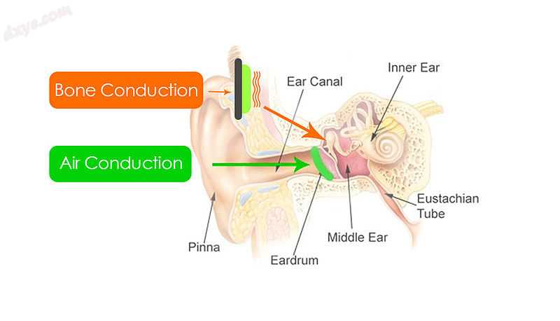 Diagram of the different vibration paths of sound to the inner ear by bone condu.jpg
