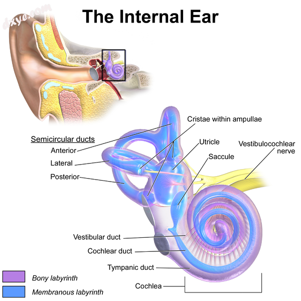 Inner ear, with 耳蜗 Duct labeled near bottom..png