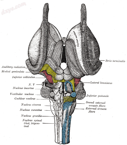 Dissection of brainstem. Dorsal vie.png