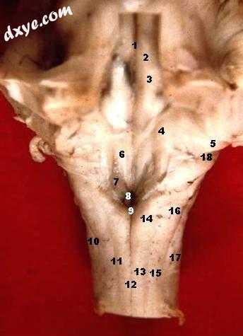 Human caudal brainstem posterior view (Dorsal 耳蜗 nucleus is #5).jpg