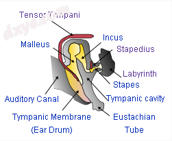 A typical mammalian middle ear sound makes the tympanum (eardrum) vibrat.png