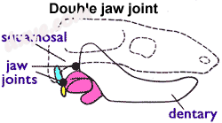 Morganucodontidae and other transitional form.png