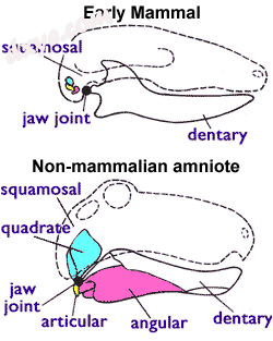 Mammalian and non-mammalian jaws. In the.png