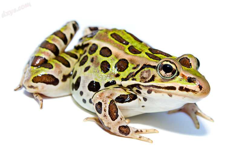 Lithobates pipiens.jpg