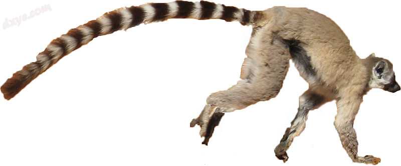 Lemur catta white 背景.jpg