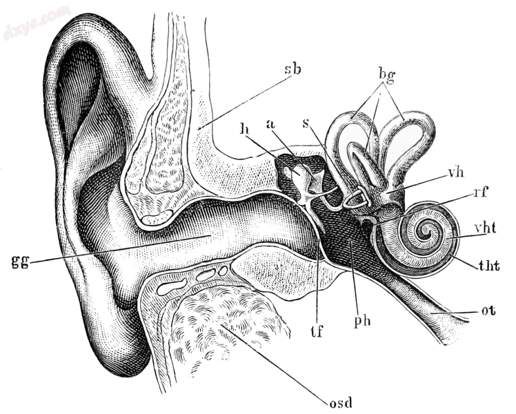 Schematic diagram of the human ear.png