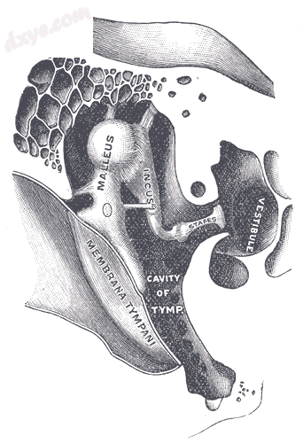 The middle ear uses three tiny bones, the 锤骨, the 砧骨, and the 镫骨, to.png
