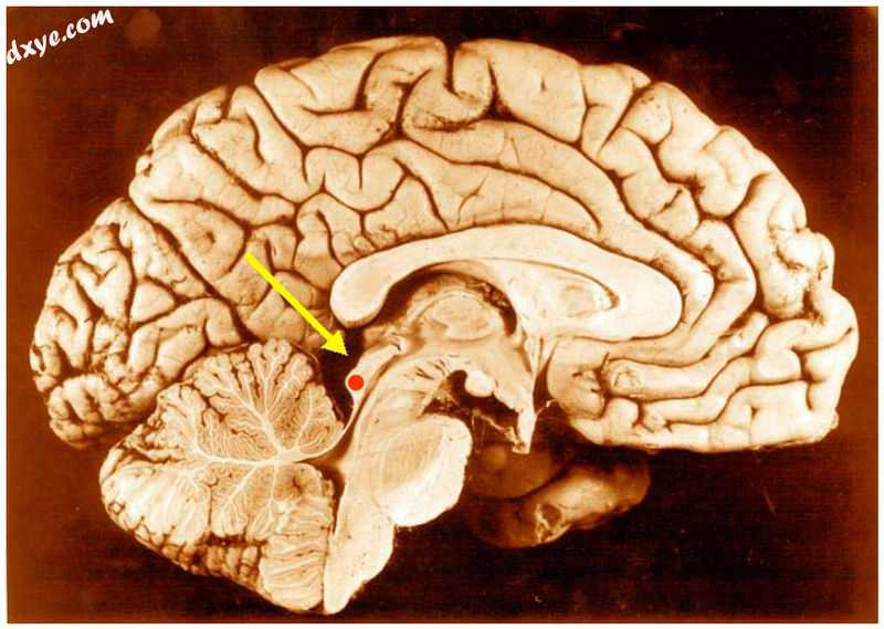 下丘 (red dot) in human brain, sagittal section..jpg
