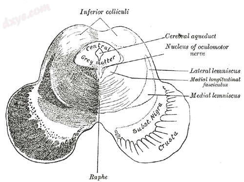 Transverse section of mid-brain at level of inferior colliculi.png